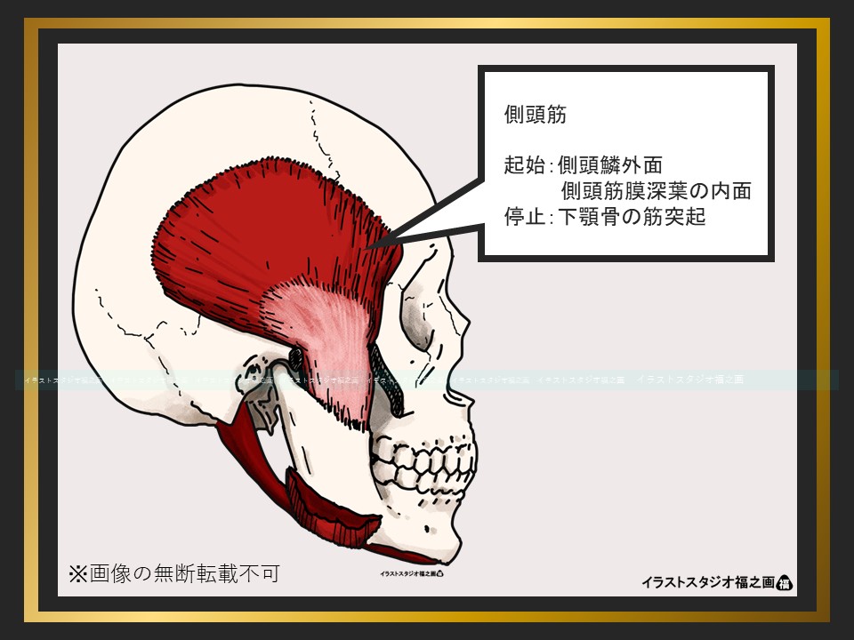 側頭筋