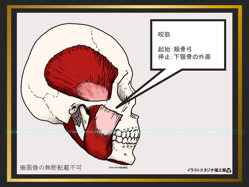 咬筋