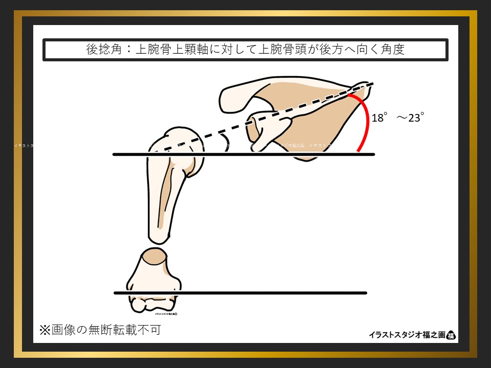 上腕骨の後捻角
