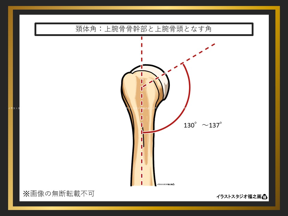 上腕骨の頚体角