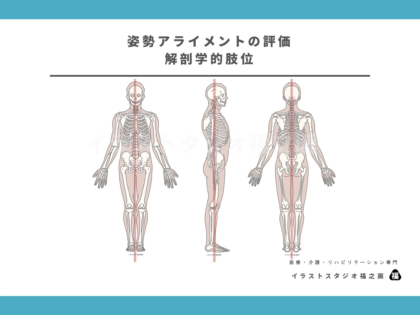 解剖学的肢位・立位の骨・姿勢のイラスト・画像