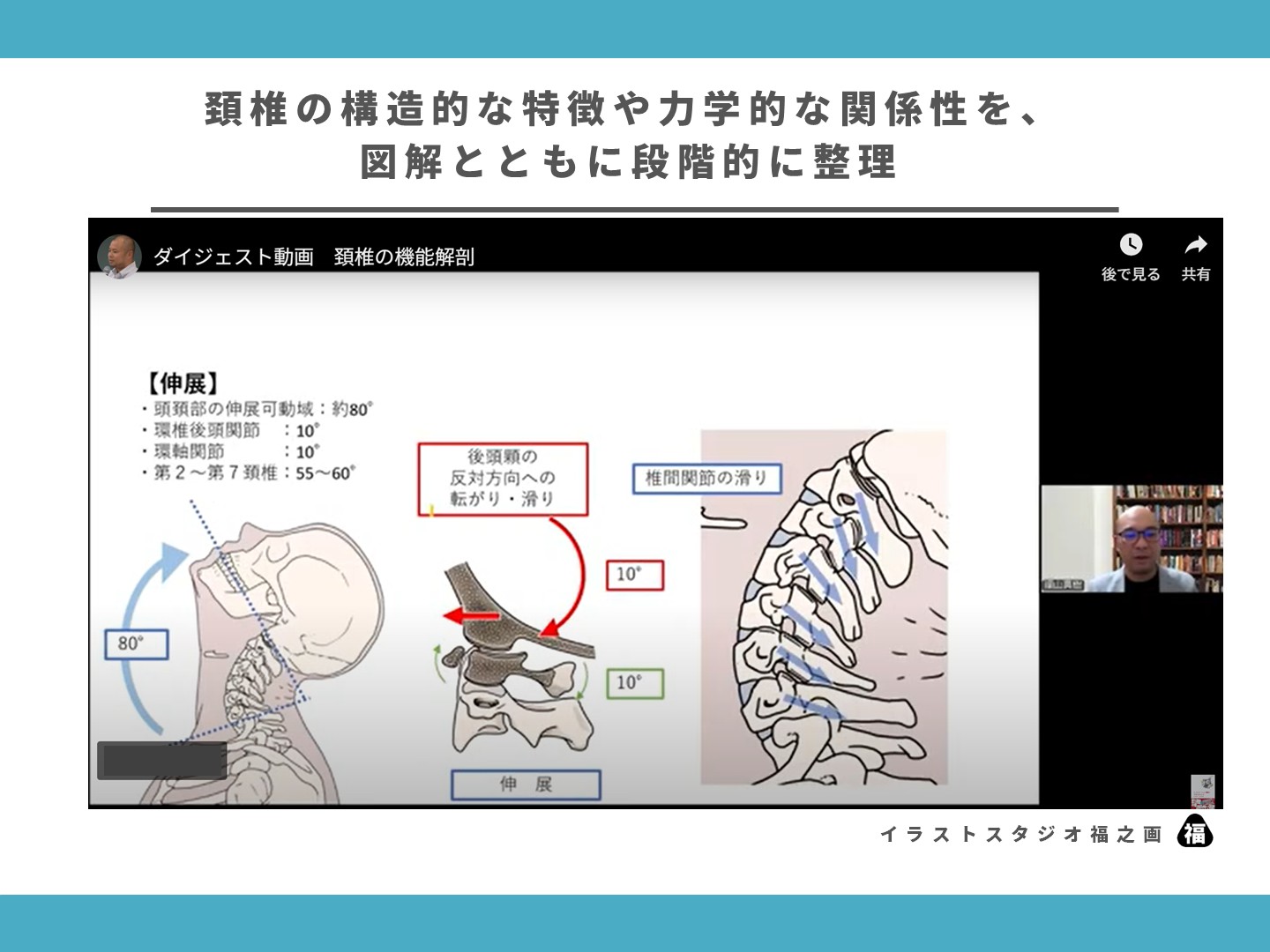 頚椎、機能解剖、セミナー、図解、イラスト、運動学、骨、筋2