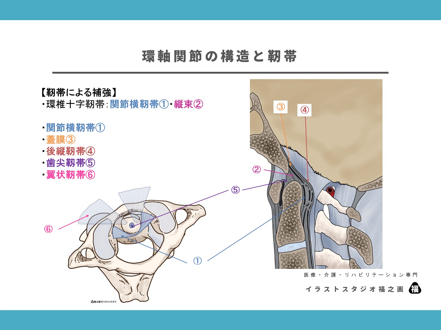 頚椎、環軸関節、環椎後頭関節、靭帯、解剖、図、イラスト2