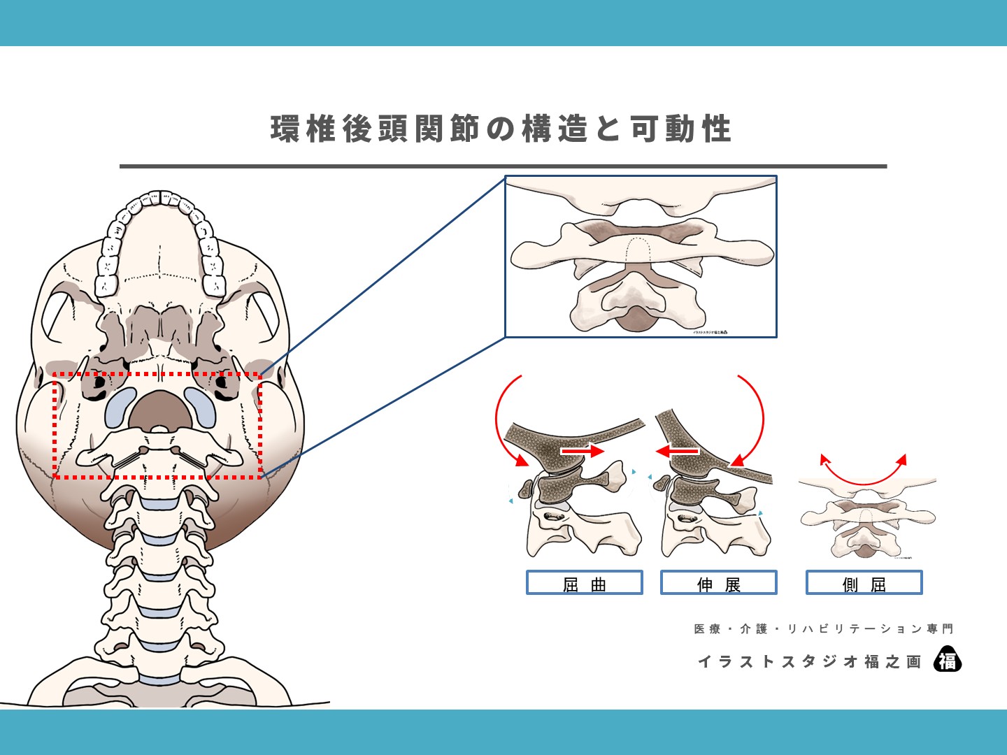 頚椎、環軸関節、環椎後頭関節、靭帯、解剖、図、イラスト3