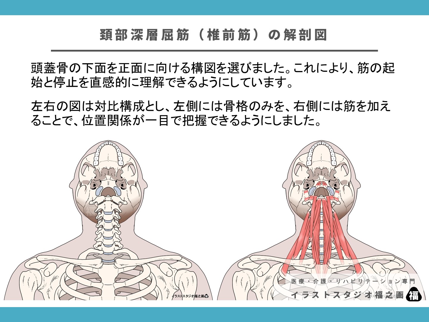 頚部深層屈筋、椎前筋、頚椎、解剖図、イラスト、斜角筋、頚長筋、頭長筋、リハビリ2