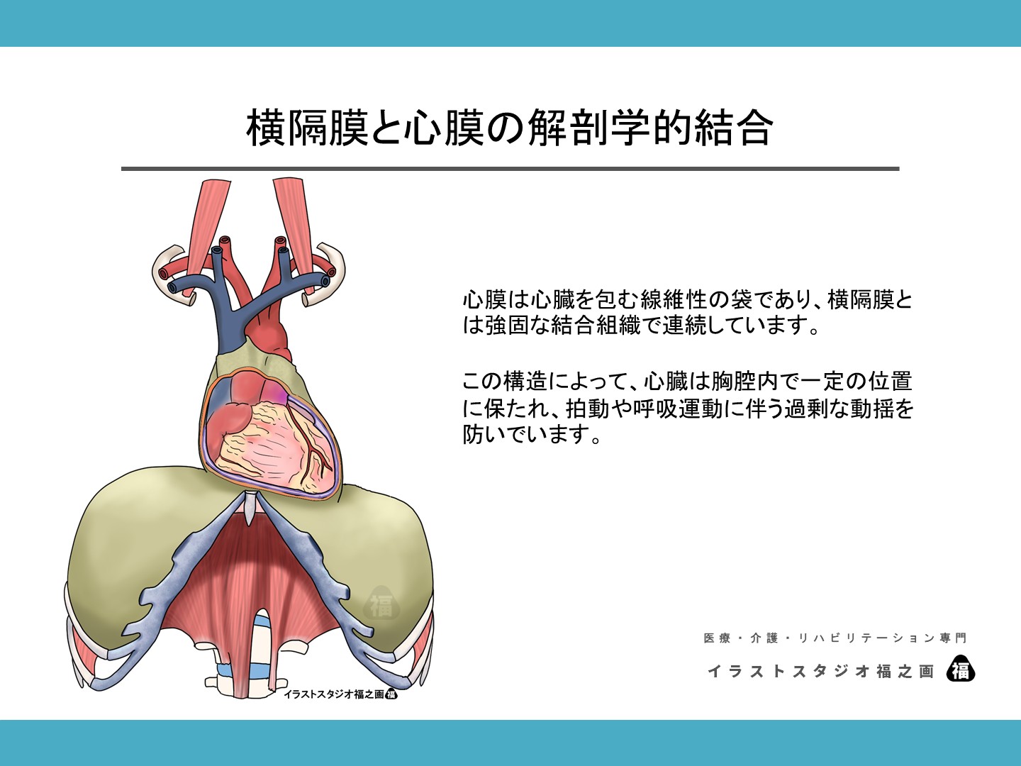 横隔膜と心膜の結合を描く ― 呼吸と循環をつなぐ解剖学的基盤2