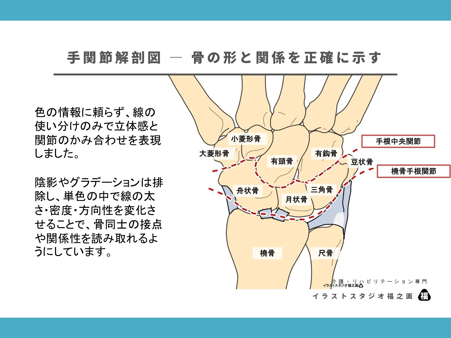 手関節解剖図―骨の形と関係を正確に示す2、橈骨手根関節、手根中央関節