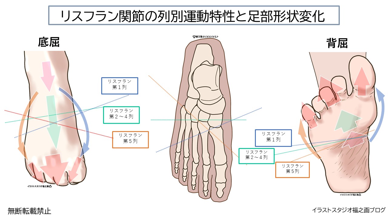 リスフラン関節の列別運動特性と足部形状変化、解剖図、イラスト、福山真樹、評価、運動療法