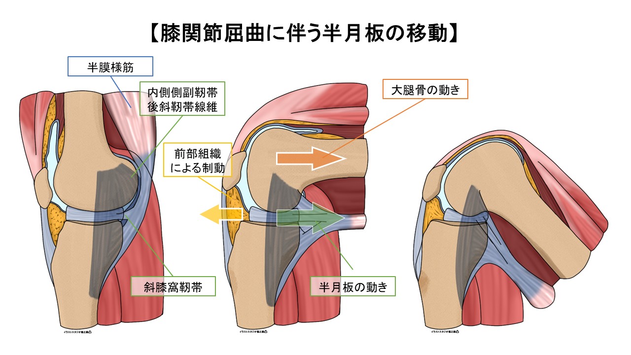 膝関節、屈曲、半月板、内側側副靭帯、半膜様筋、疼痛、解剖、運動