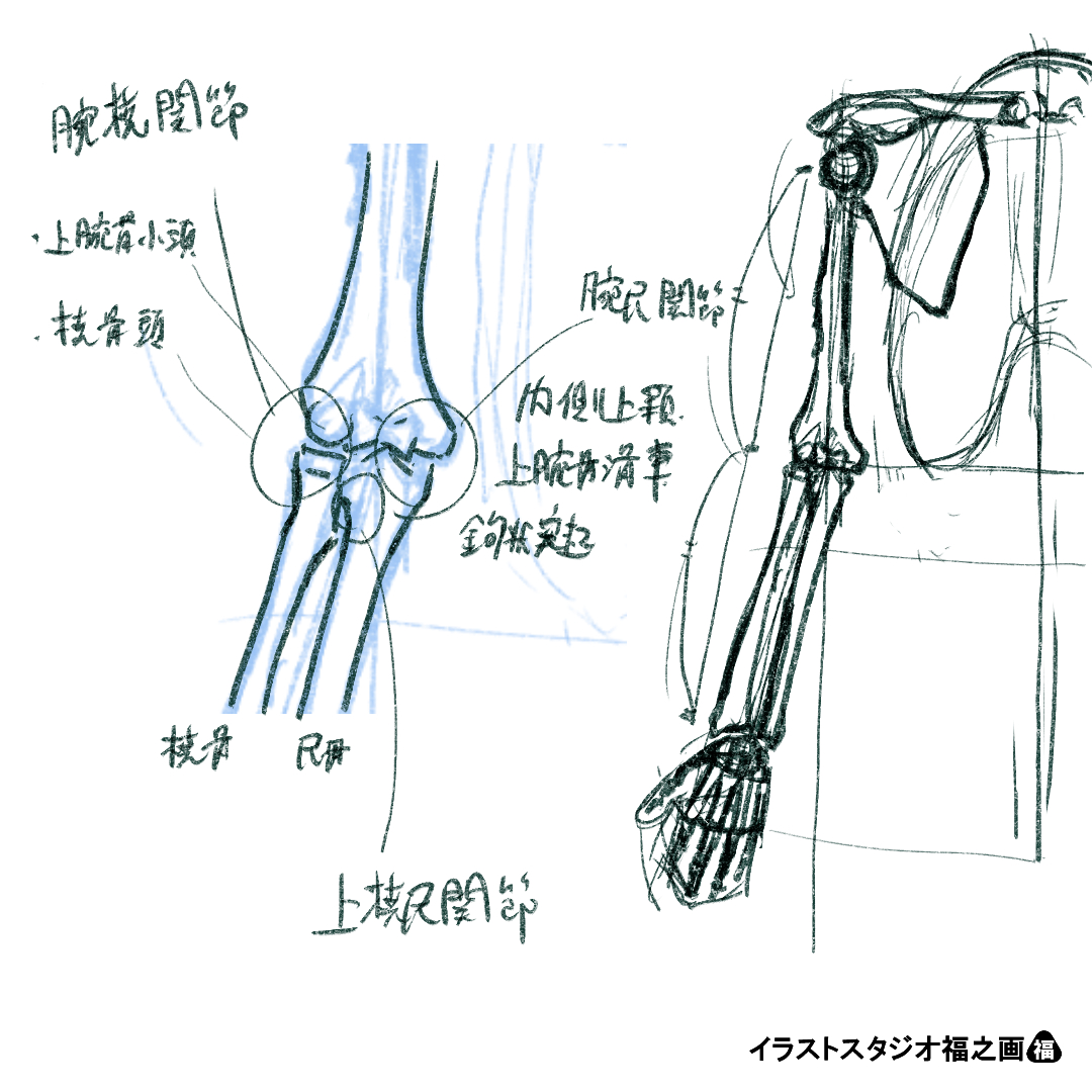 肘関節の機能解剖：肩甲上腕関節、上腕骨、橈骨、尺骨、