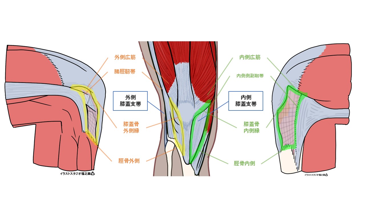 膝蓋支帯の解剖と機能：縦走線維