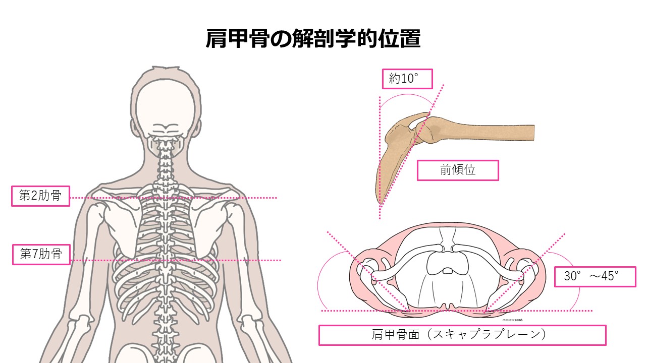 肩甲骨の解剖学的位置