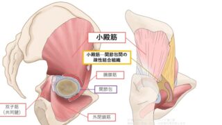 小殿筋の機能解剖｜股関節を支える深層筋と関節包とのつながり
