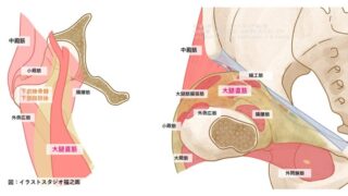 FADIR肢位で考える股関節疼痛評価に必要な大腿骨頭頚部移行部周囲の局所解剖