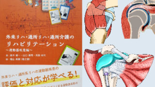 イラストで分かる肩峰下滑液包の位置関係