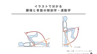 イラストで分かる腰椎・骨盤の解剖学・運動学