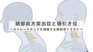 頭部前方突出位と顎引き位｜ストレートネックを理解する解剖学イラスト