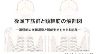 後頭下筋群と頚棘筋の解剖図 ― 頭頚部の微細運動と頸部安定を支える筋群