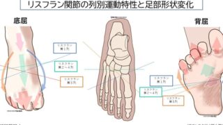 リスフラン関節の列別運動特性と足部形状変化― 機能解剖に基づく解剖図制作における足部アーチの捉え方 ―