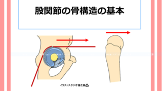 立位姿勢における股関節の臼蓋と大腿骨頭の特徴を理解する