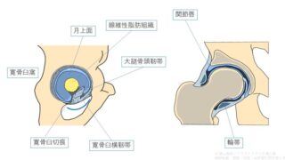 股関節の寛骨臼窩とは｜月状面・荷重環境・関節面構造の見方