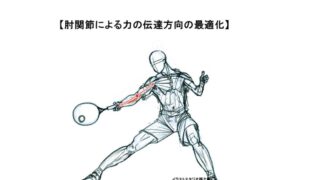 肘関節の機能解剖 ― 力の伝達と運動連鎖における役割