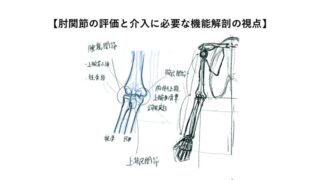 肘関節の評価と介入に必要な機能解剖の視点