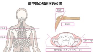 肩甲骨の解剖学的位置とは？肩甲骨面から考える肩関節運動の基本