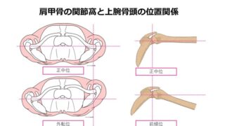 肩関節評価の基本視点―肩甲骨の位置から考える肩甲上腕関節の動き