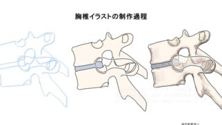 胸椎の構造と機能が伝わる解剖イラストの立体表現