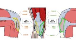 膝蓋支帯の縦走線維 ― 膝蓋骨を安定させ、脛骨へ力を伝える構造