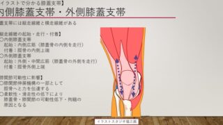 イラストで分かる内側膝蓋支帯・外側膝蓋支帯