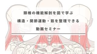 頚椎の機能解剖を図で学ぶ|構造・関節運動・筋を整理できる動画セミナー