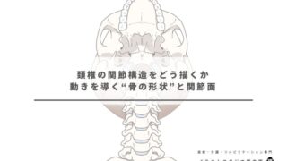 頚椎の関節構造をどう描くか｜動きを導く“骨の形状”と関節面