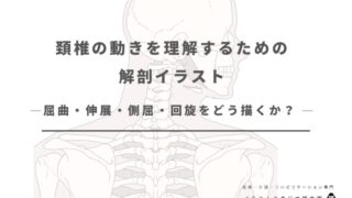 頚椎の動きを理解するための解剖イラスト──屈曲・伸展・側屈・回旋をどう描くか？