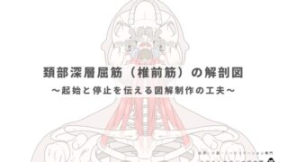 頚部深層屈筋（椎前筋）の解剖図｜起始と停止を伝える図解制作の工夫